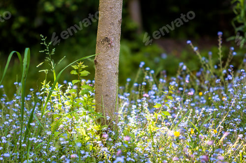 Preview: Close-up of beautiful tender wild blue and yellow small flowers lit by summer sun lavishly blooming