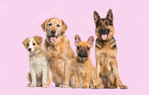 Preview: Four dogs of different breeds sitting together on pink background