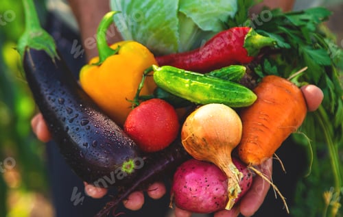 Preview: A man farmer is harvesting vegetables in the garden. selective focus.