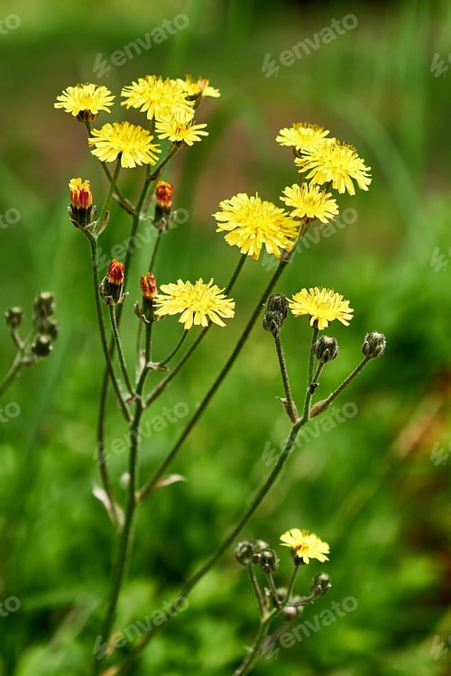 Preview: Vibrant yellow hawkweed stands tall amongst a lush green landscape of grass and plants
