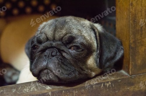 Preview: Cute dog pug breed making funny face feeling happy and fun