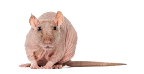 Preview: Hairless rat