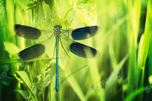 Preview: Dragonfly