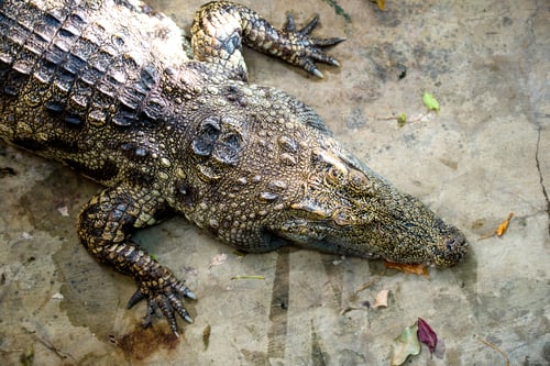 Preview: crocodile