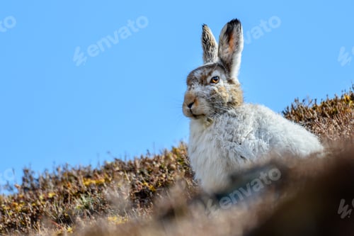 Preview: Condescending Mountain Hare