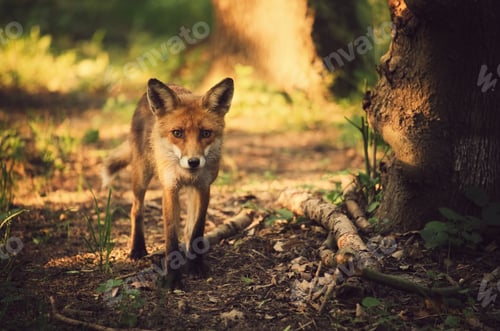 Preview: Fox on the summer forest
