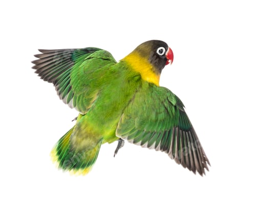 Vista previa: Yellow-collared lovebird flying, isolated on white