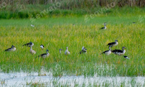 Preview: Group of white and black color duck walk in grass field to look for food and stay near pond