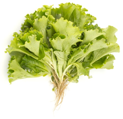 Preview: Fresh lettuce salad leaves bunch isolated on white background