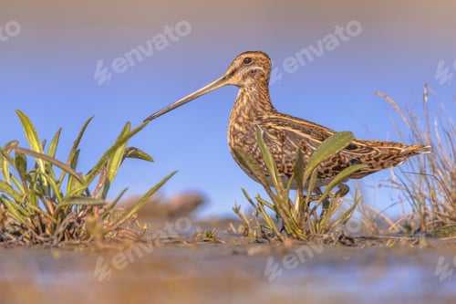 Preview: Common snipe wader bird in marshland vegetation