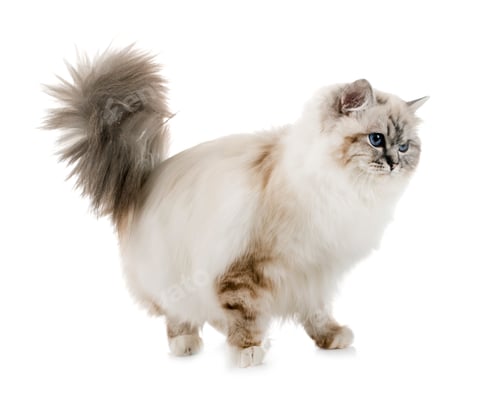 Preview: birman kitten in studio