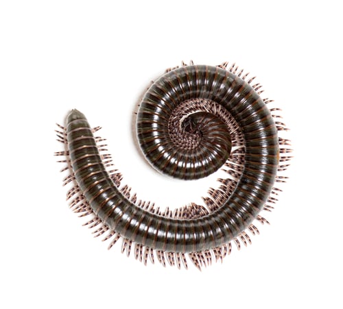 Preview: Ghana speckled leg millipede, Telodeinopus autii, coiling up defensively, isolated on white