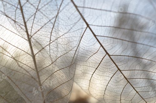 Preview: Skeleton leaves