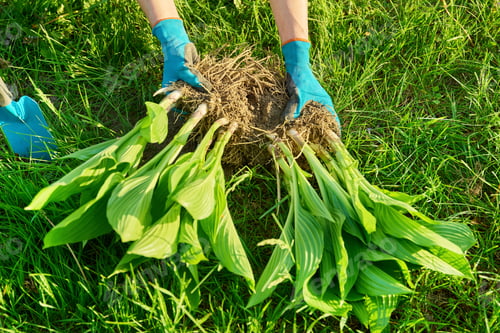 Preview: Close-up of spring dividing and planting bush of hosta plant