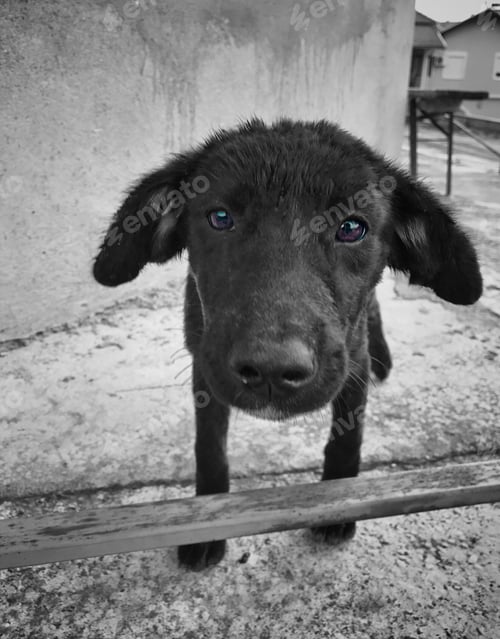 Preview: Fuzzy black stray dog
