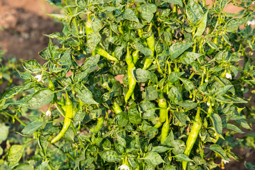 Preview: Chili plant growing in a vegetable garden.