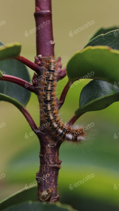 Preview: Vertical selective focus shot of a Gulf fritillary on a branch with greenery on the background