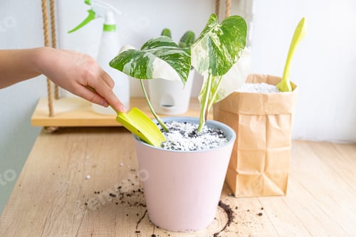 Preview: Hand with a garden scoop while caring for a Monstera borsigiana albo variegated.