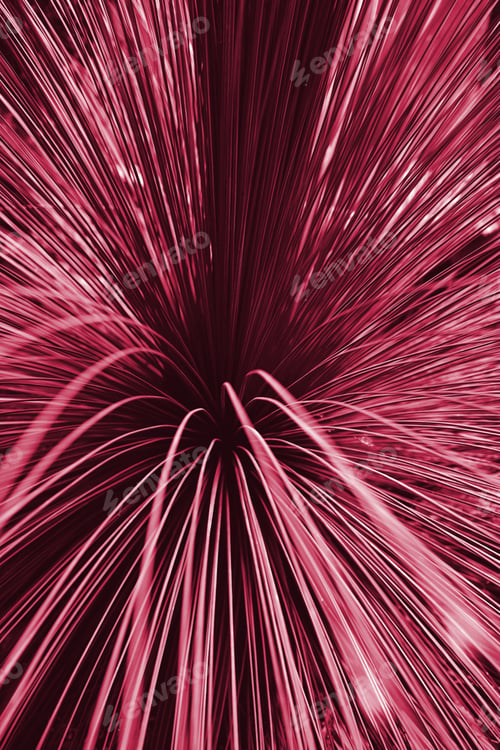 Preview: Viva Magenta beautiful view of plant in monochrome color.