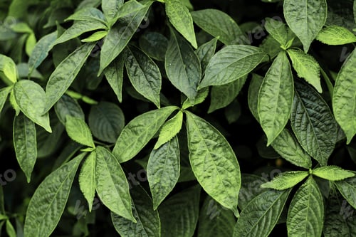 Preview: Green leaves with texture