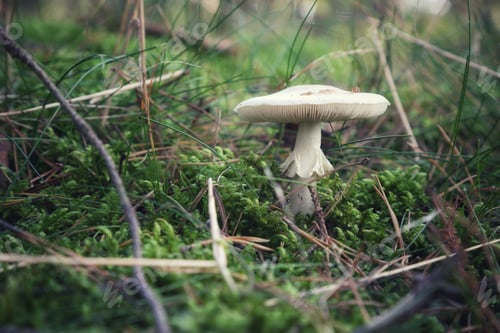 Preview: A mushroom in a forest