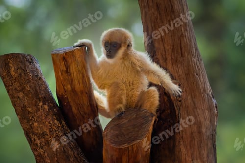 Preview: Baby Southern Muriqui monkey (Brachyteles arachnoides)