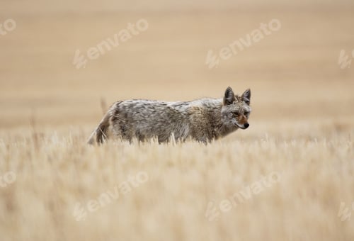 Preview: Roaming coyote in the grasslands of Alberta, Canada