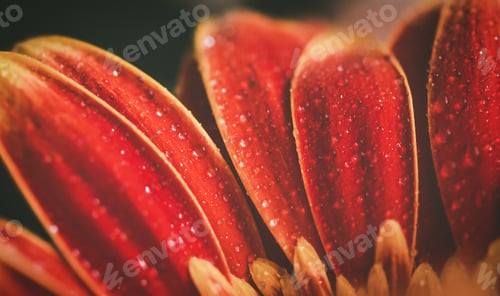 Preview: Red gerbera flower with drops on the petals. Taken with macro lens stacked. Selective focus.Blurring