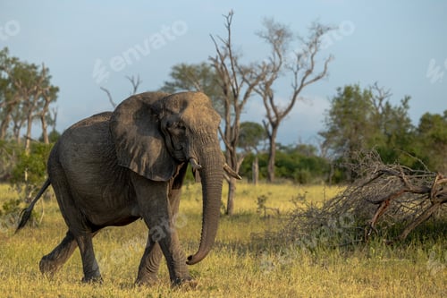 Preview: An elephant, Loxodonta africana, walking through grass.
