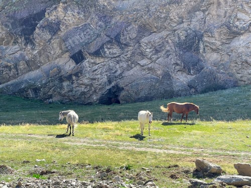 Preview: Wild horses grazing on the mountainside near huge rock