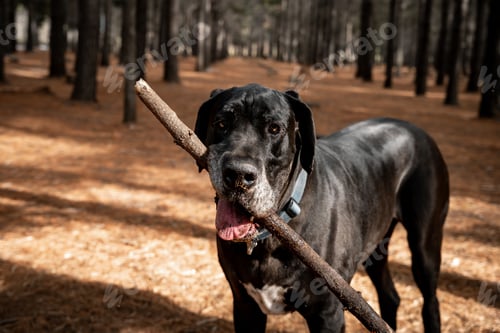 Preview: Great Dane holding a stick in its mouth in a sunlit forest setting, showcasing its playful nature