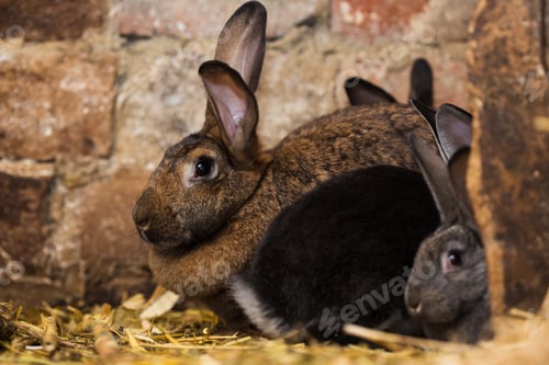 Preview: rabbits at the cage