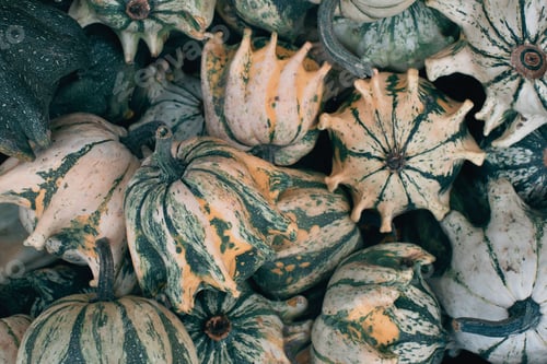 Preview: View from above on a variety of pumpkins