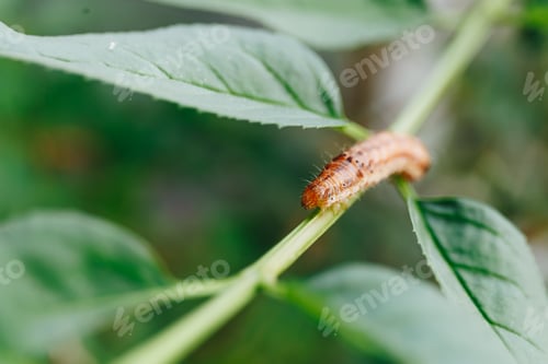 Preview: macro shot of a little orange caterpillar
