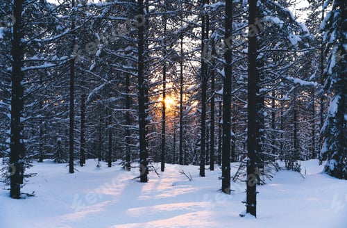 Preview: Coniferous forest with snow illuminated by sunlight
