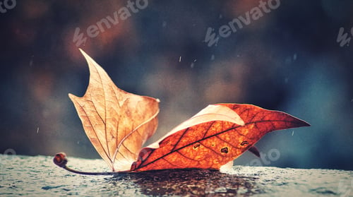 Preview: A lonely leaf in autumn