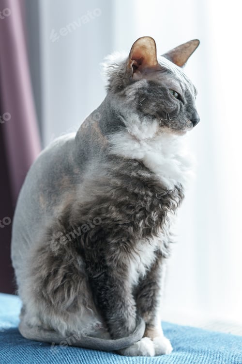 Preview: Portrait of Donskoy Sphynx cat at home