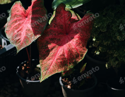 Preview: The red leaves in the tropical garden
