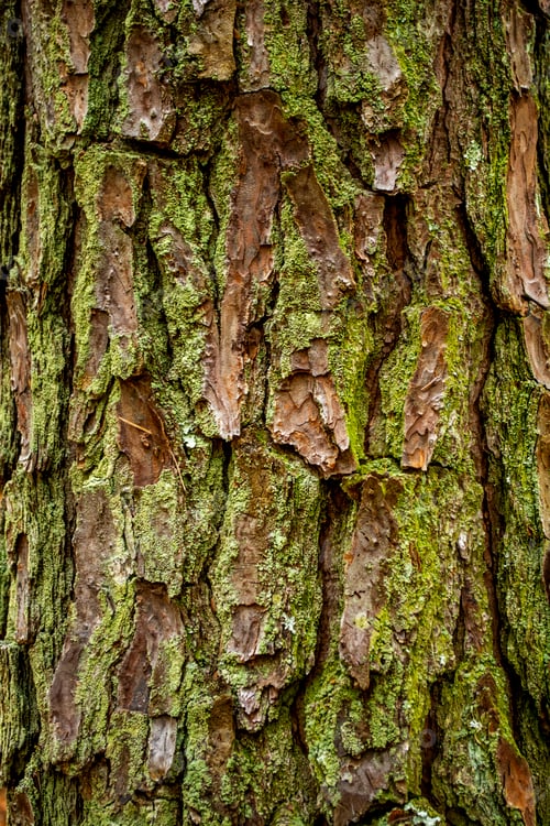 Preview: Mossy Bark of a Tree in Nature