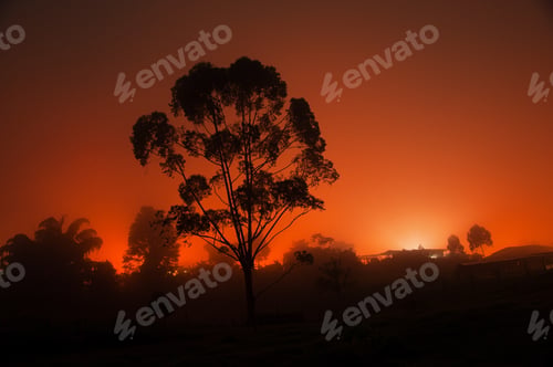 Preview: Silhouetted Tree at Night