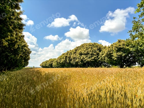 Preview: Panorama of an agriculture wheat field. Wheat field on an agriculture farm. Country side farm