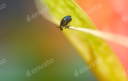 Preview: Tiny insect on the edge of a leaf close-up macro photo.