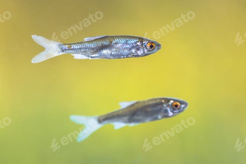 Preview: Sunbleak or belica freshwater fish