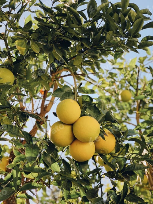 Preview: Fresh lemons hanging on a lemon tree against a blue sky