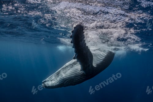 Preview: Humpback whale (Megaptera novaeangliae) in the waters of Tonga