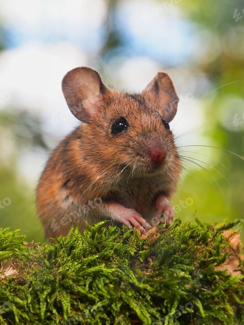 Preview: Field Mouse (Apodemus sylvaticus) in a forest
