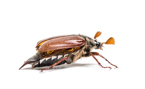Preview: Summer chafer or European june beetle, Amphimallon solstitiale, in front of white background