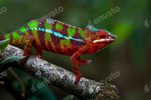 Preview: chameleon, reptile, pet, coloured, colours