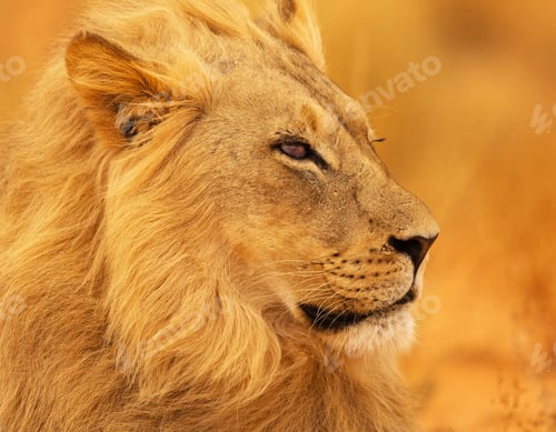 Preview: Best wildlife experiences in the world