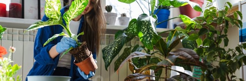Preview: Close up of a woman planting plants in new pots